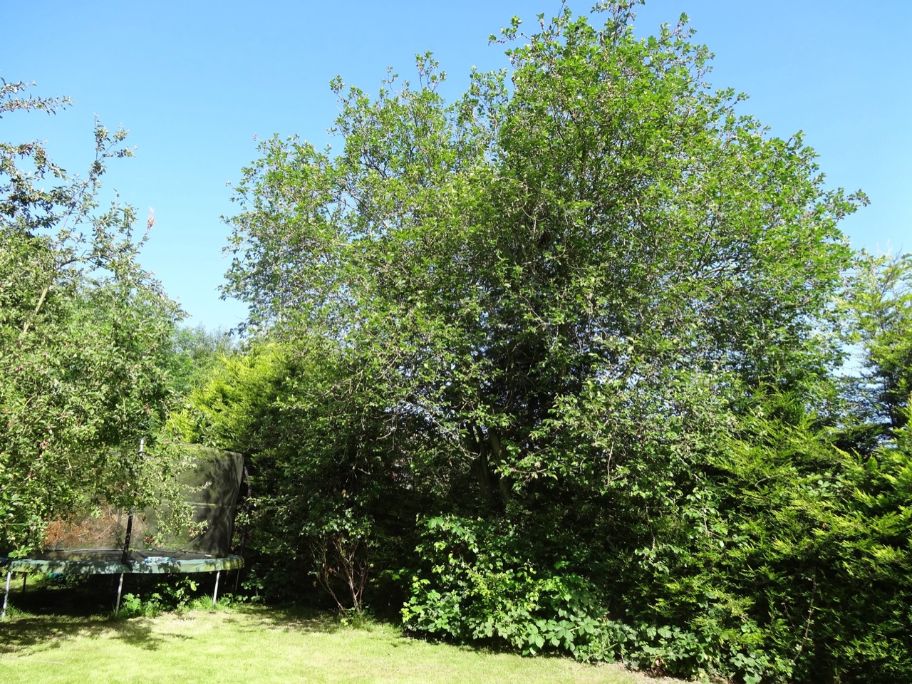 The large apple tree at the end of the childhood garden.