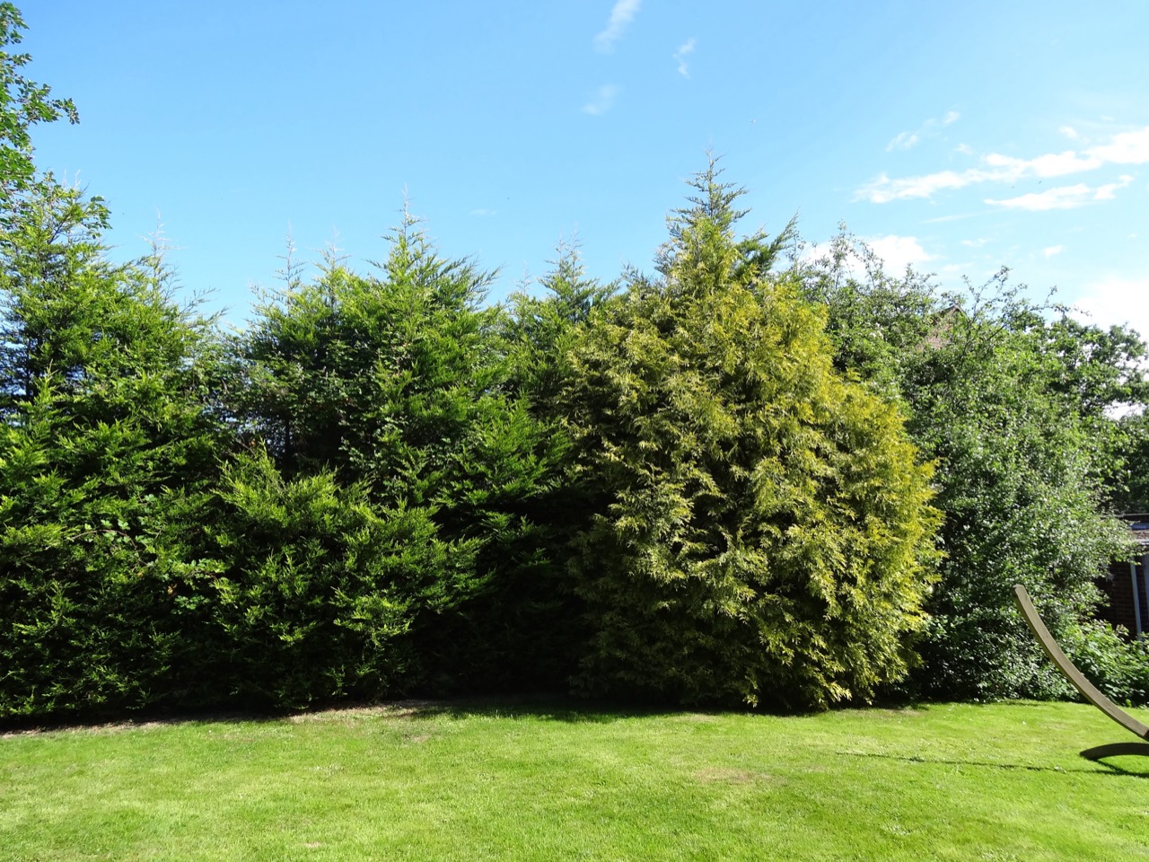 Tall green hedges beneath a bright blue summer sky.
