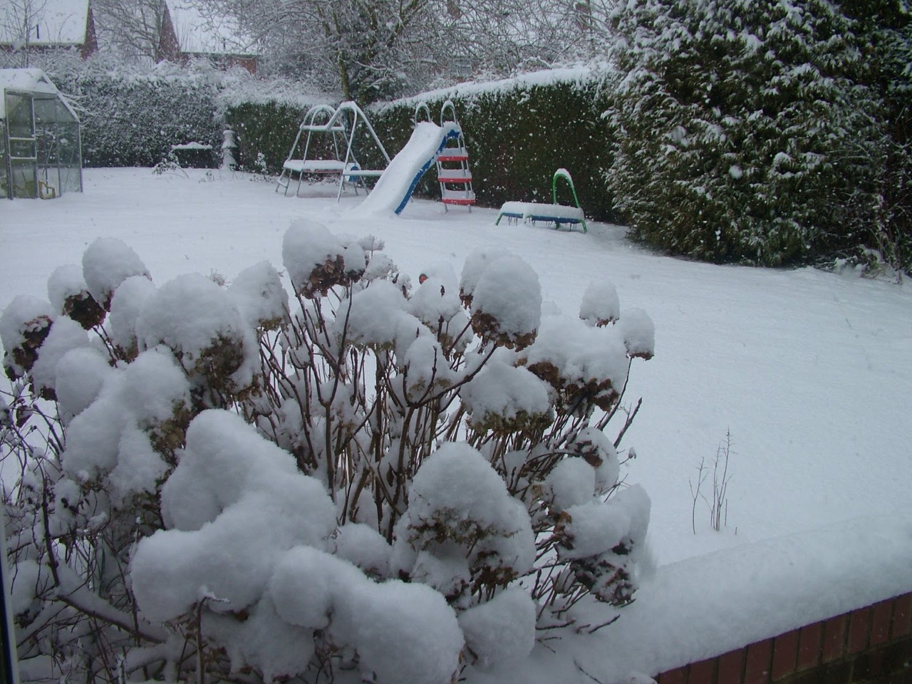 Snow-covered hydrangeas beside the white childhood garden.