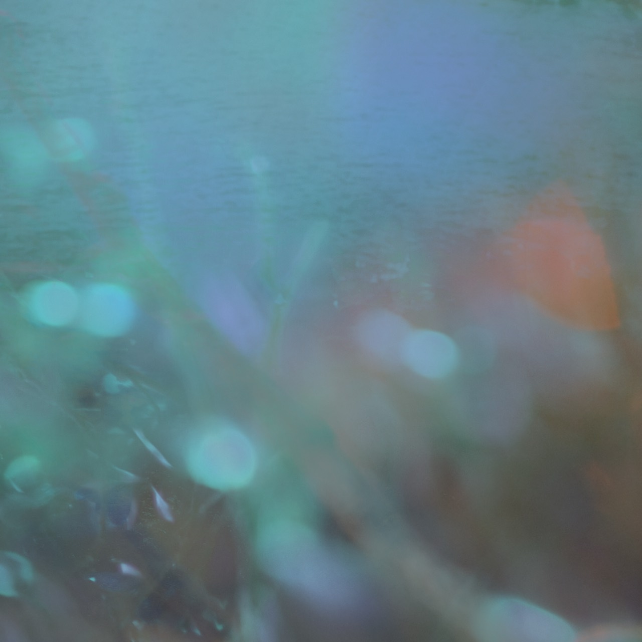 Between Wings and Water artwork
